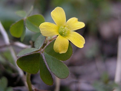 コミヤマカタバミ カントウミヤマカタバミ カタバミ アカカタバミの特徴 山野草を育てる