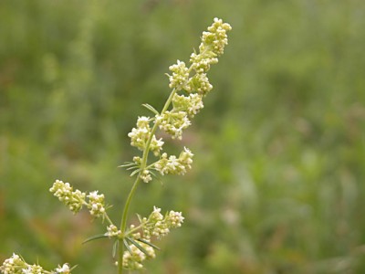 キバナノカワラマツバ（黄花の河原松葉）