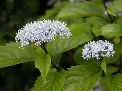 コアジサイ 小紫陽花 タマアジサイ 玉紫陽花 セイヨウアジサイ 西洋紫陽花 の特徴 山野草を育てる