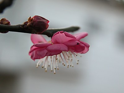 ウメ