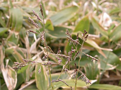 斑入りチゴザサ 斑入り稚児笹 の育て方 ササ属のクマザサ 隈笹 の花 山野草を育てる