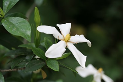 クチナシ 梔子 ヒメクチナシ コクチナシ オオヤエクチナシの育て方 山野草を育てる