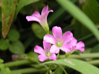 オキザリス バーシカラー Oxalis Versicolor 仲間の帰化植物のイモカタバミ ムラサキカタバミ 山野草を育てる