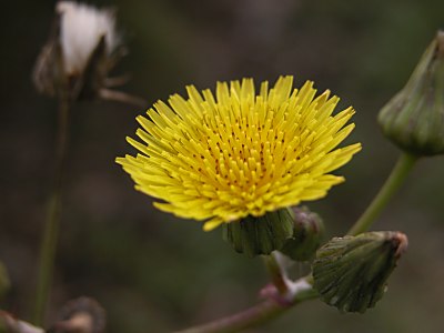 ノゲシ 野罌栗 アキノノゲシ 秋の野芥子 ブタナ 豚菜 山野草を育てる