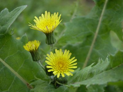 ノゲシ 野罌栗 アキノノゲシ 秋の野芥子 ブタナ 豚菜 山野草を育てる