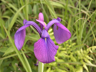 ノハナショウブ（野花菖蒲）、キショウブ（黄菖蒲）の特徴 - 山野草を育てる