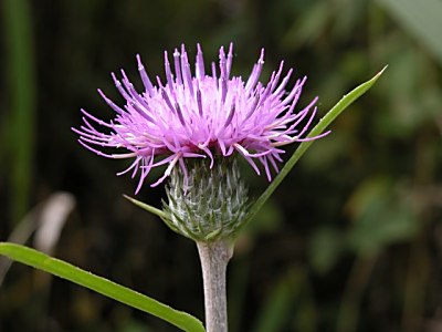 ノハラアザミ 野原薊 とノアザミ 野薊 の比較 山野草を育てる