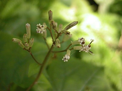 コウモリソウ属のオオカニコウモリ 大蟹蝙蝠 カニコウモリ 蟹蝙蝠 山野草を育てる