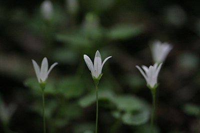 タニギキョウ