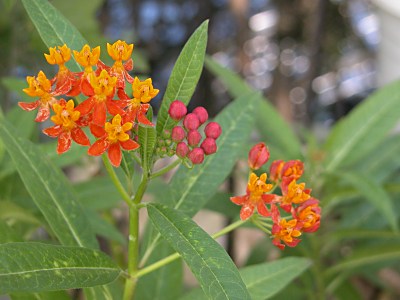 アスクレピアス トウワタ の種類と特徴 山野草を育てる