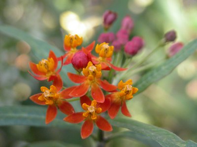 アスクレピアス トウワタ の種類と特徴 山野草を育てる