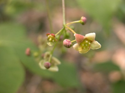 ツリバナ 吊花 の育て方 山野草を育てる