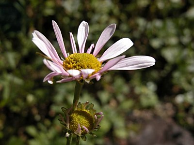 ハマギク 浜菊 とチョウセンノギク 朝鮮野菊 の特徴 山野草を育てる