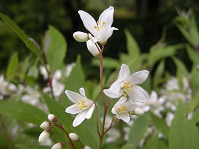 ウツギ 空木 ヒメウツギ 姫空木 の比較 山野草を育てる