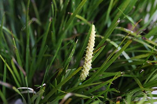 セキショウ の育て方 仲間のショウブの特徴 山野草を育てる