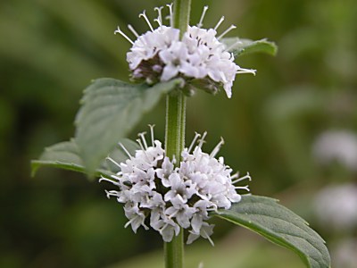 ハッカ 薄荷 の特徴ーシソ科 ハッカ属 山野草を育てる