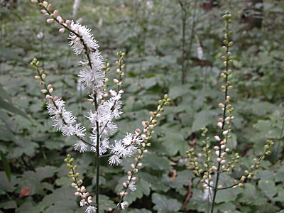 サラシナショウマ オオバショウマ イヌショウマの比較 山野草を育てる