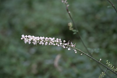 イヌショウマ