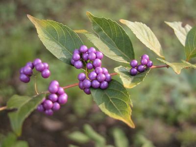 コムラサキシキブ ムラサキシキブ シロシキブの比較 山野草を育てる