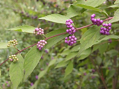 コムラサキシキブ ムラサキシキブ シロシキブの比較 山野草を育てる