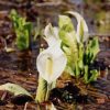 ミズバショウ