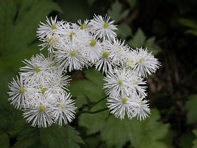 モミジカラマツ 紅葉唐松 の特徴 山野草を育てる