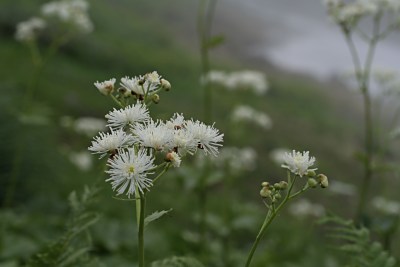 モミジカラマツ