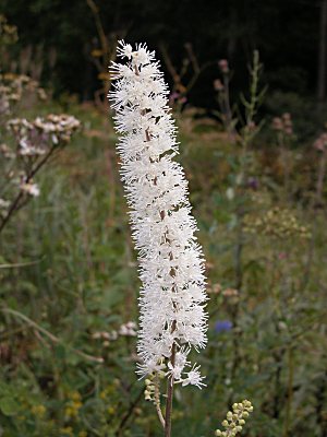 サラシナショウマ オオバショウマ イヌショウマの比較 山野草を育てる