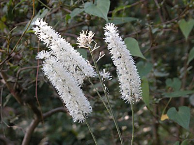 サラシナショウマ オオバショウマ イヌショウマの比較 山野草を育てる