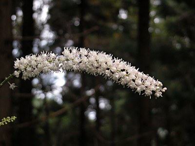 サラシナショウマ オオバショウマ イヌショウマの比較 山野草を育てる