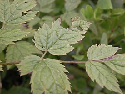 サラシナショウマ オオバショウマ イヌショウマの比較 山野草を育てる