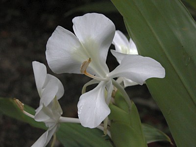 ハナシュクシャ 花縮砂 の特徴 山野草を育てる