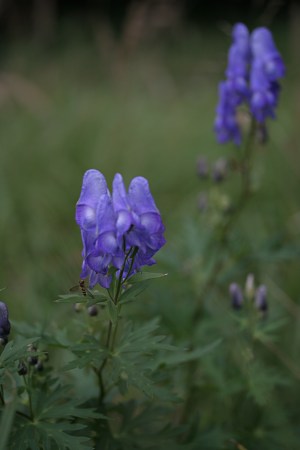 ツクバトリカブト ヤマトリカブト オクトリカブトの比較 山野草を育てる