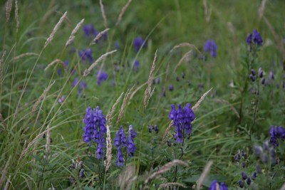 ツクバトリカブト ヤマトリカブト オクトリカブトの比較 山野草を育てる