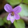 ミヤマスミレ