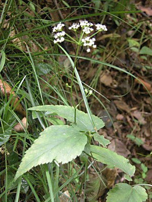 ヤマゼリ 山芹 とドクゼリ 毒芹 の比較 山野草を育てる