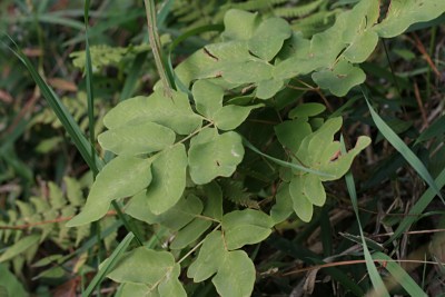 ヤシャゼンマイ 夜叉薇 の育て方 仲間のゼンマイ 薇 山野草を育てる