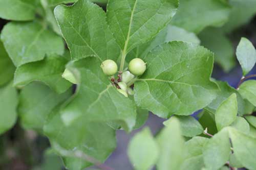 ツルウメモドキ