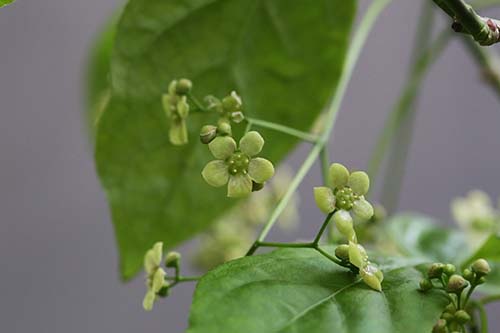 ツリバナ 吊花 の育て方 山野草を育てる