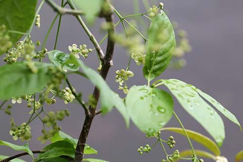 ツリバナ 吊花 の育て方 山野草を育てる