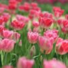 チューリップ