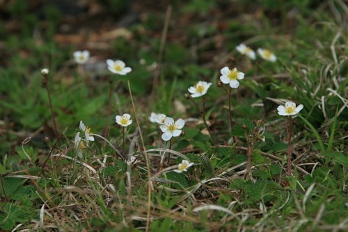 シロバナノヘビイチゴ 白花の蛇苺 とノウゴウイチゴ 能郷苺 の比較 山野草を育てる