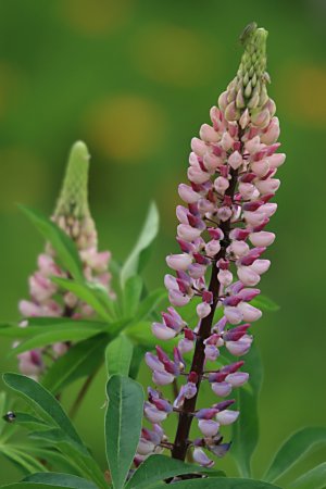 ルピナスの育て方 山野草を育てる