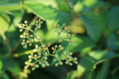 ノブドウ 野葡萄 の育て方 ヤマブドウ 山葡萄 ヤブガラシ 藪枯らし 山野草を育てる