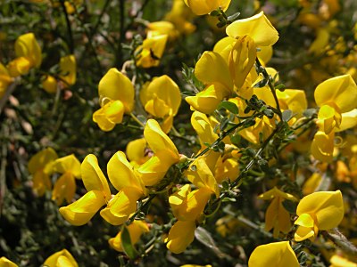 エニシダ 金雀枝 の育て方 セイヨウミヤコグサ 西洋都草 山野草を育てる