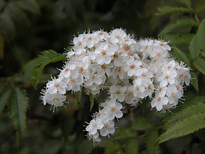 バラ科のホザキナナカマド 穂咲七竈 とヤマブキ 山吹 ーバラ科 山野草を育てる