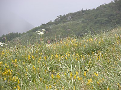 キンコウカ