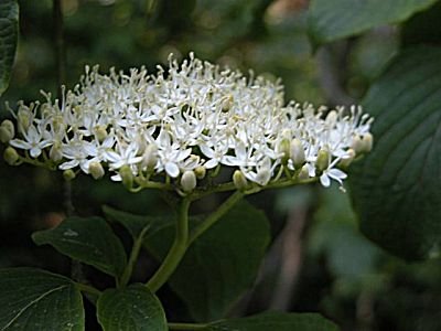 ミズキ 水木 とタカネミズキ 高嶺水木 の比較 山野草を育てる