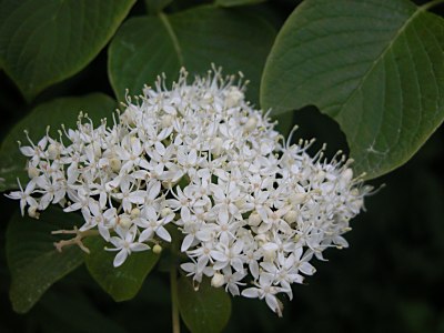 ミズキ 水木 とタカネミズキ 高嶺水木 の比較 山野草を育てる