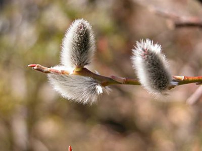 ネコヤナギとピンクネコヤナギ 山野草を育てる